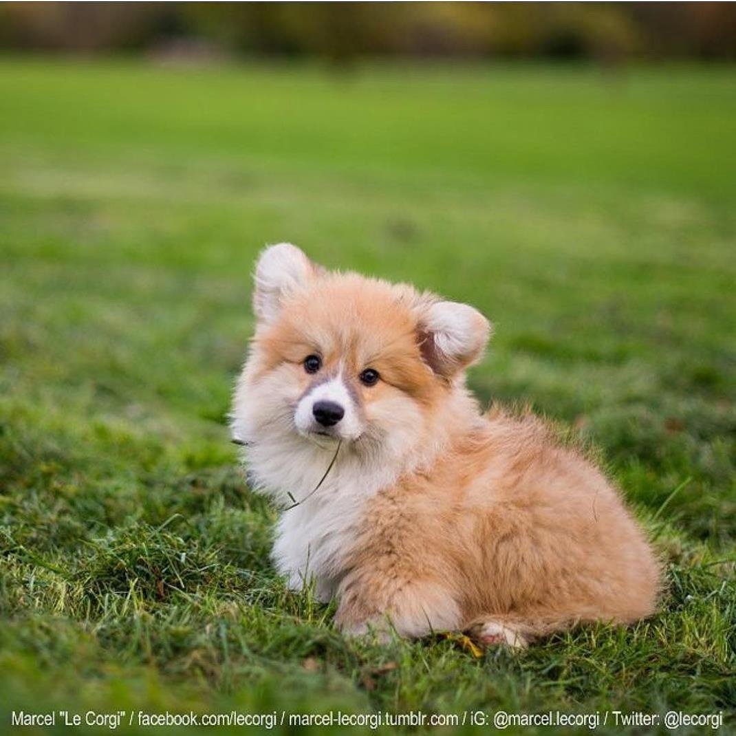 Корги пемброк флаффи