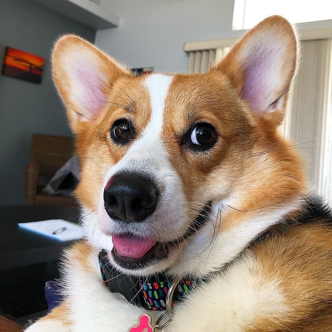 Корги пемброк