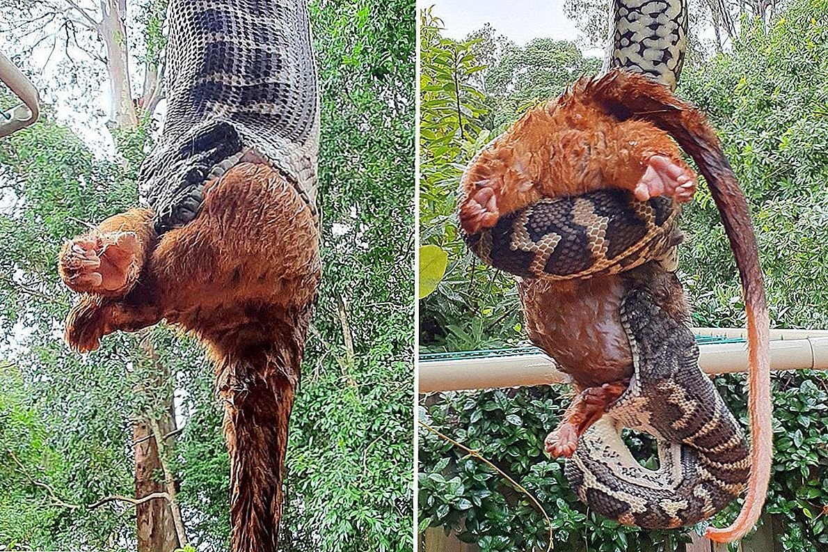 Белка ратуфа