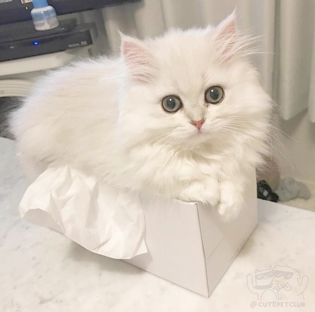 Белые пушистые коты