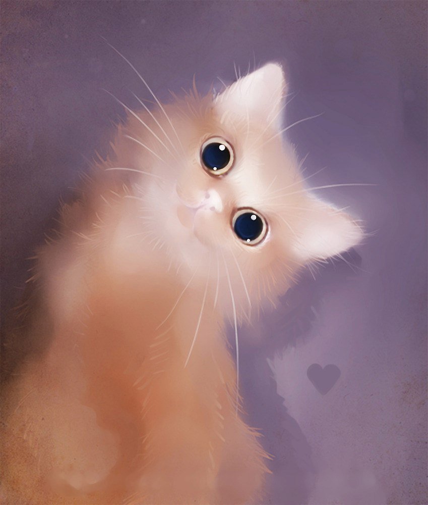 Персидская кошка альбинос