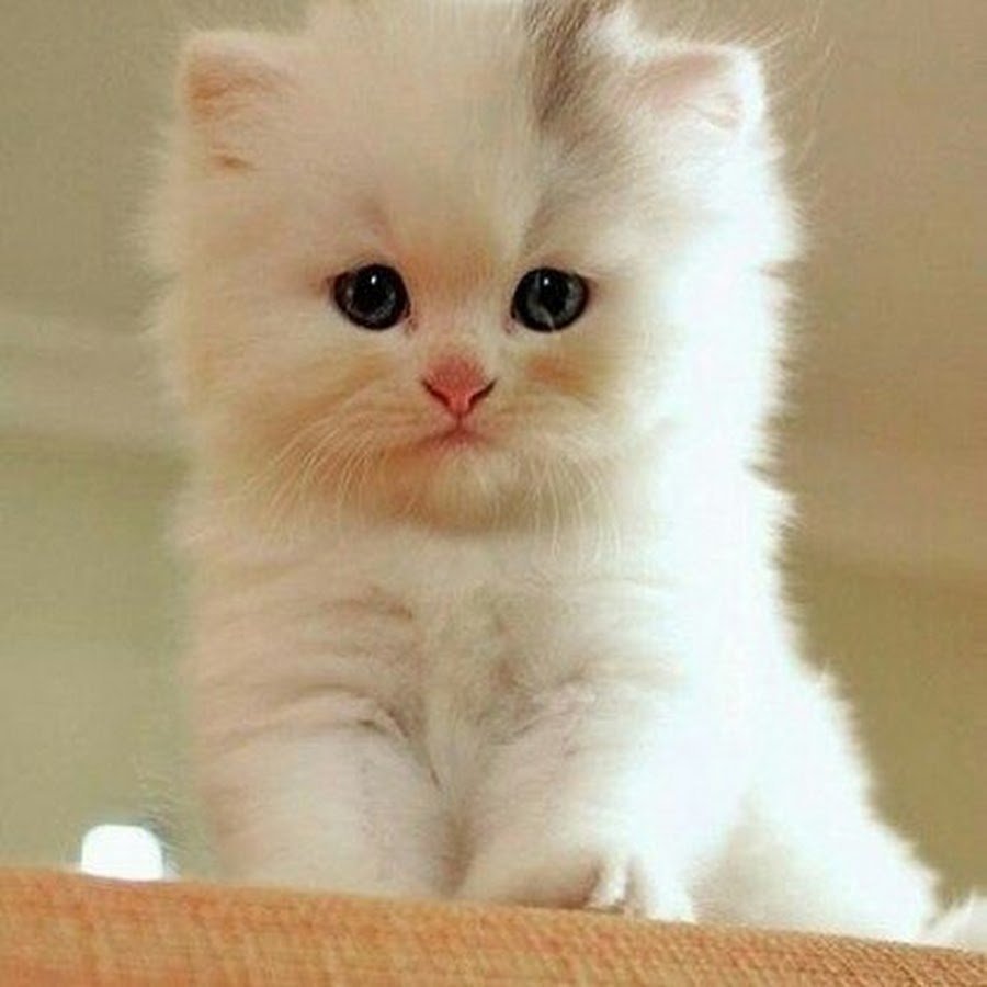 Рэгдолл серый