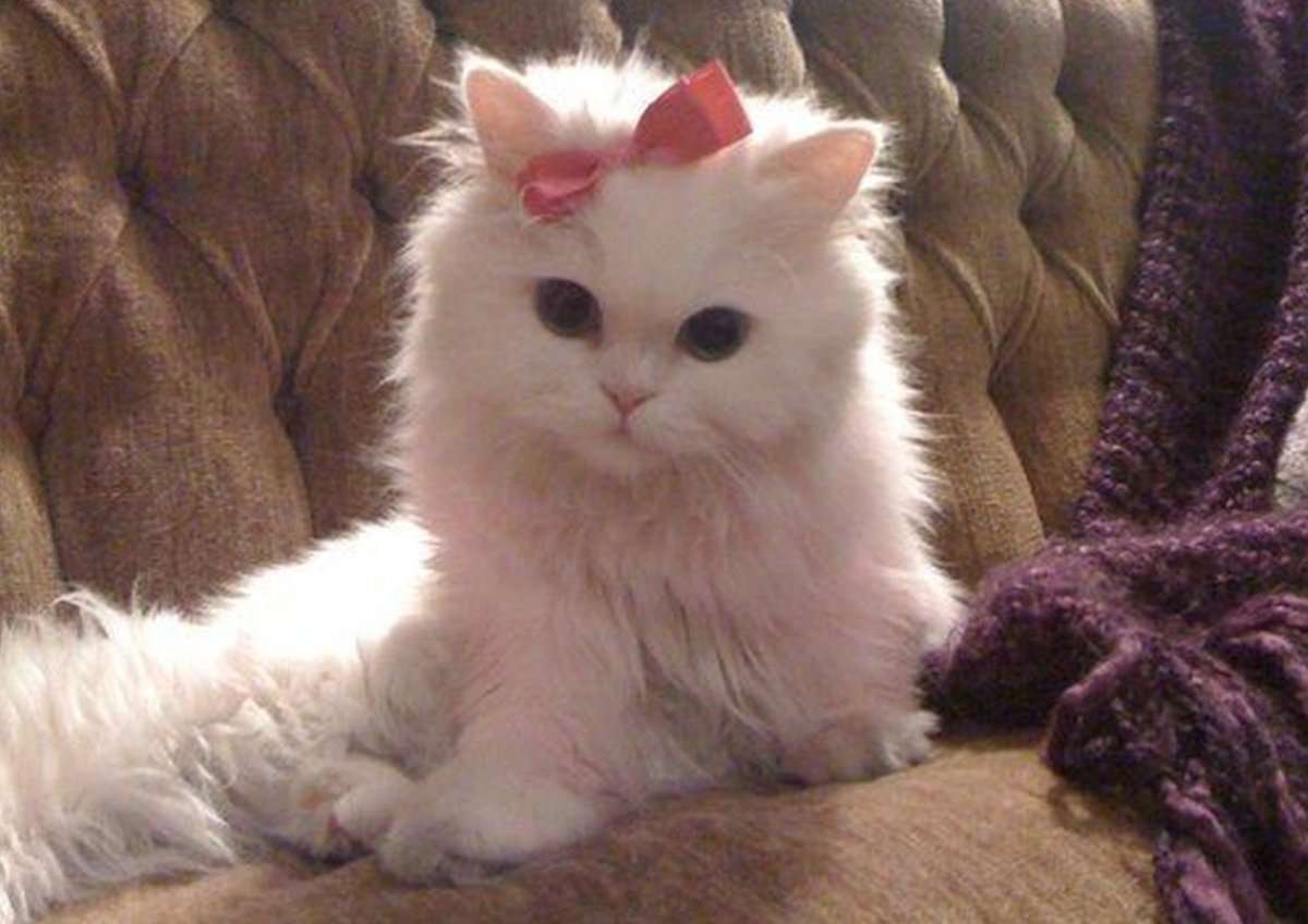 Пушистый снег