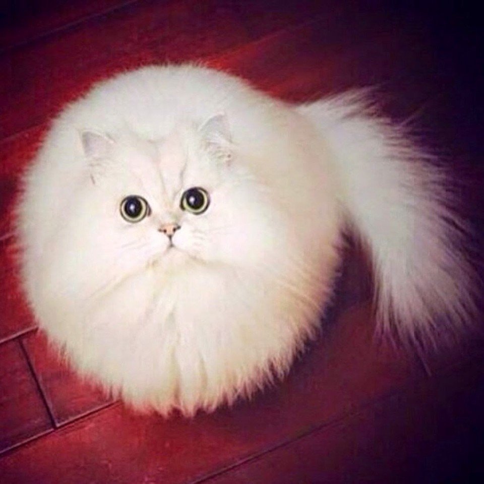 Пушистый котик