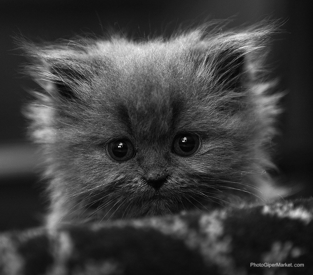 Просто кость пушистая