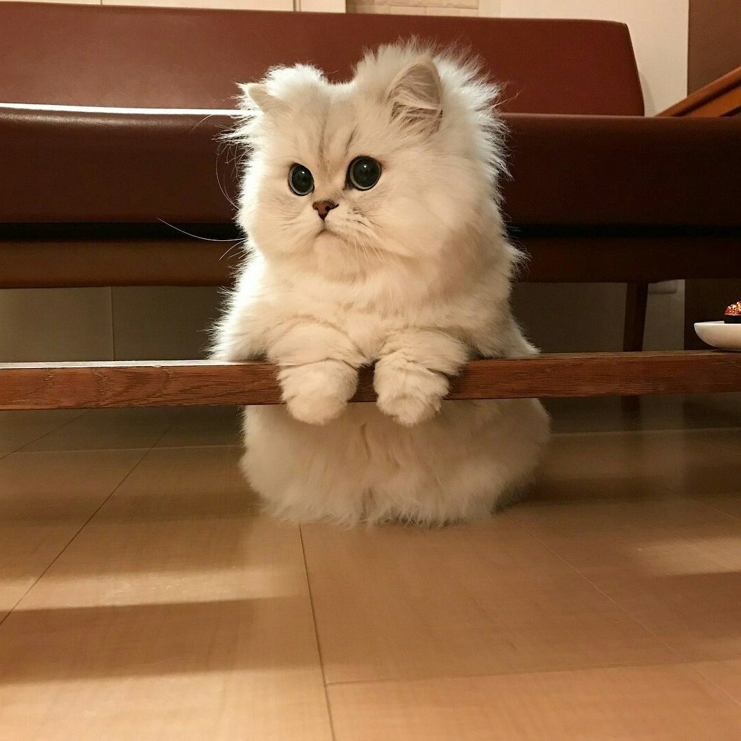 Я скучаю котенок