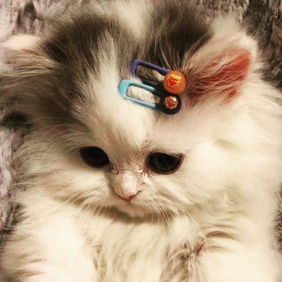 Серый пушистый котенок