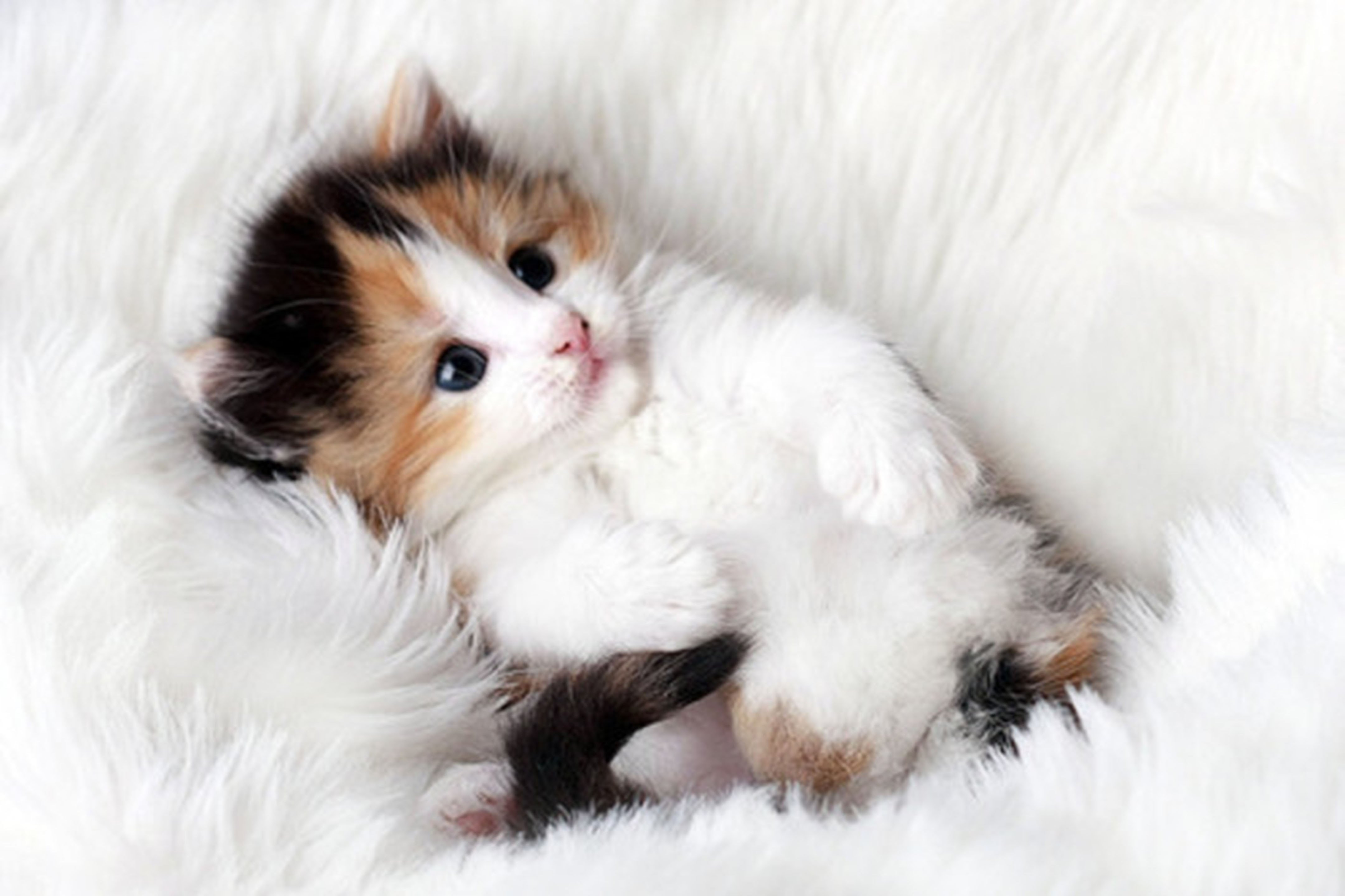 Милые прекрасные очаровательные. Рагамаффин трехцветный. Милые котята. Маленькие котята пушистые. Милый котик.