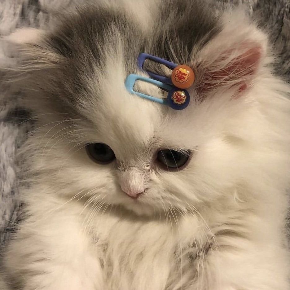 Кошки маленькие пушистые