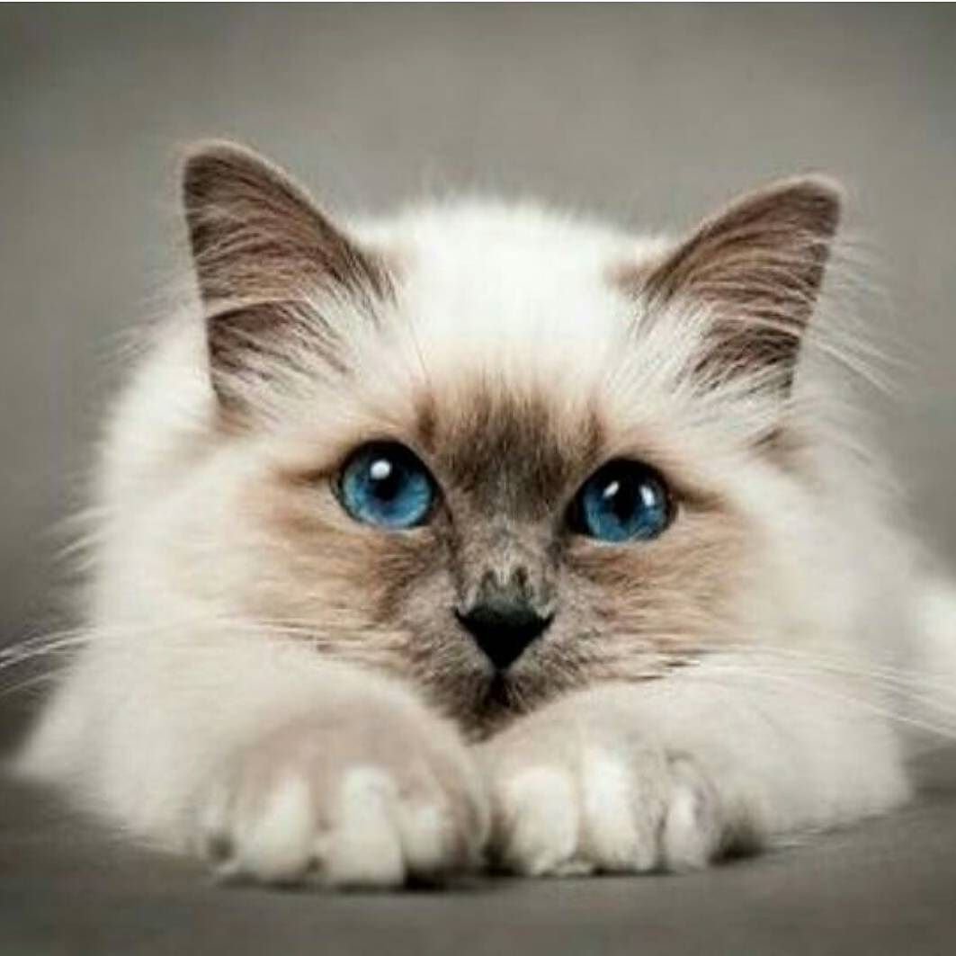 Красивый кот