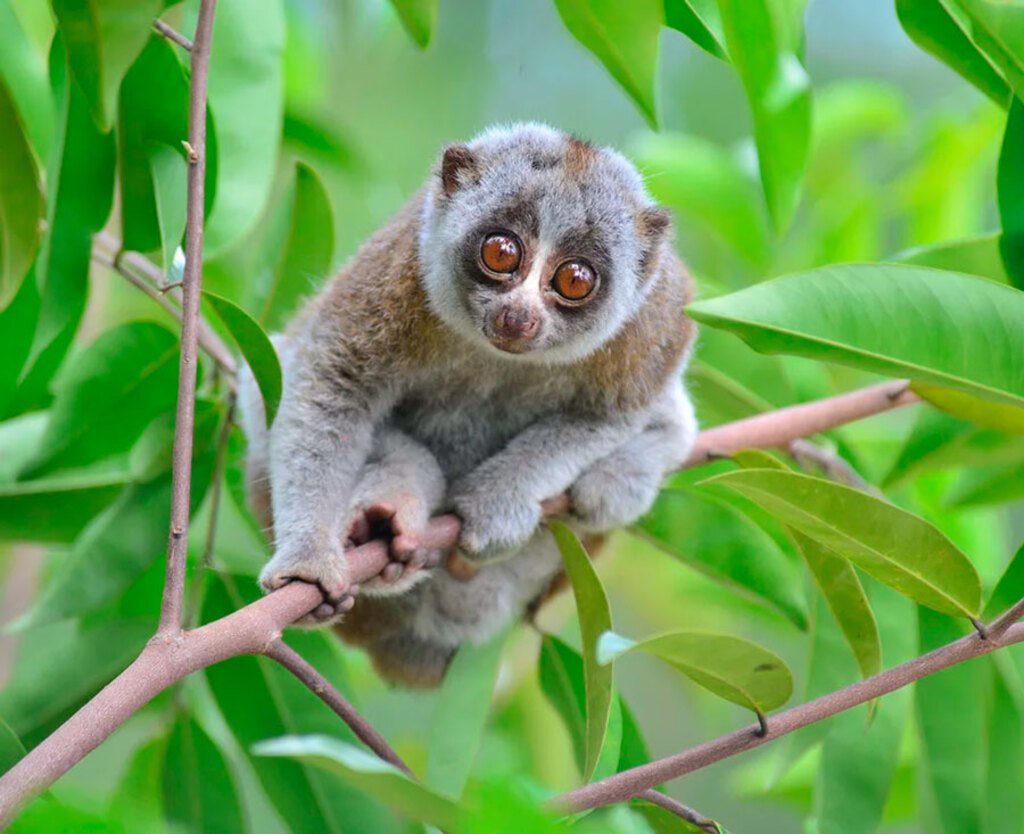 Яванский Лори