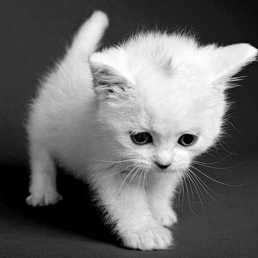 Маленький Беленький котенок