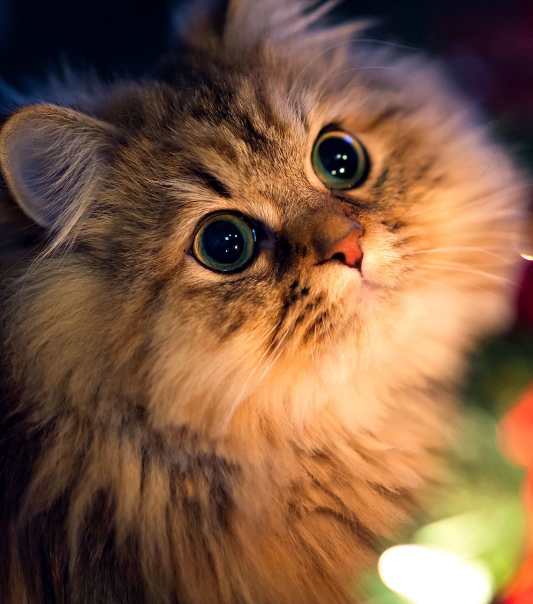 Белый пушистый котенок