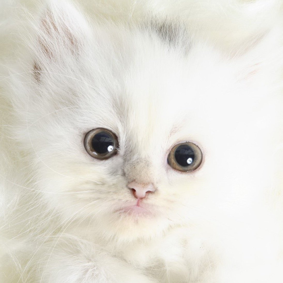 Кошка мяукает