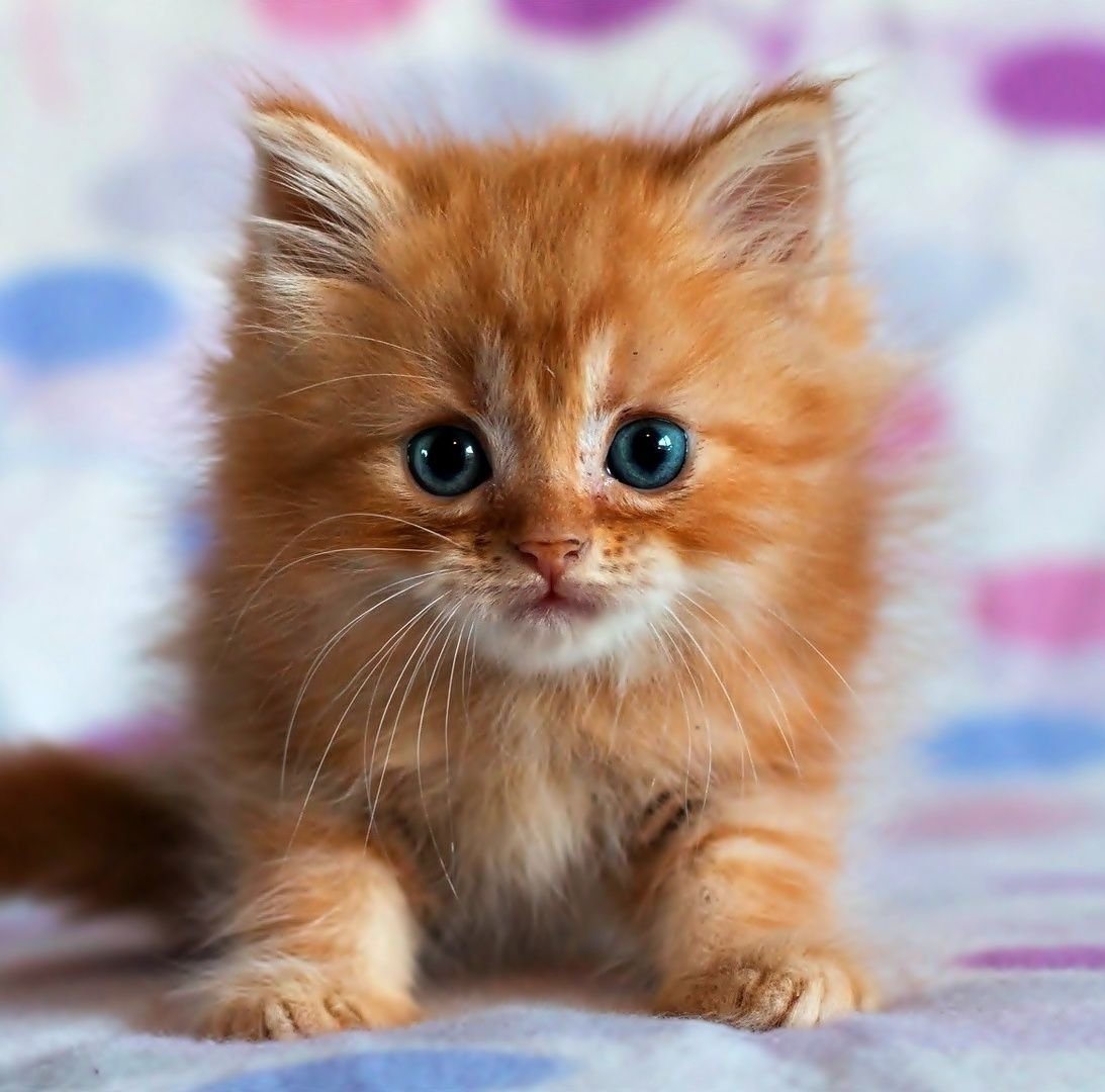 Невская маскарадная кошка