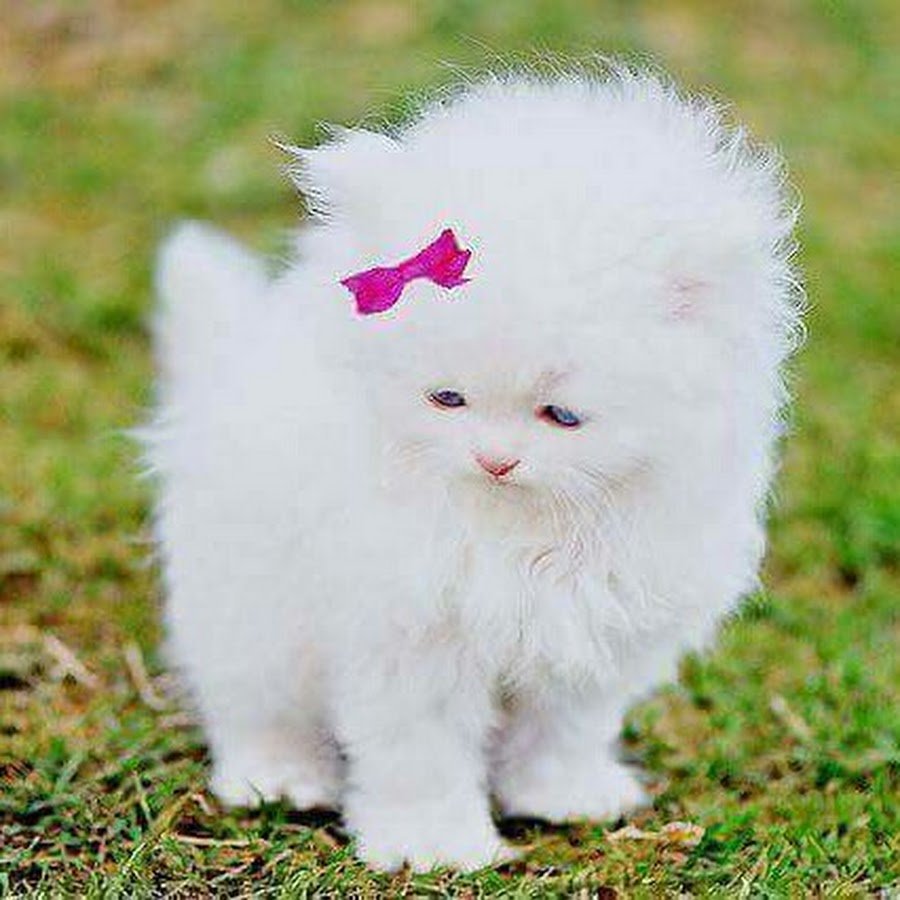 Красивые кошки на заставку