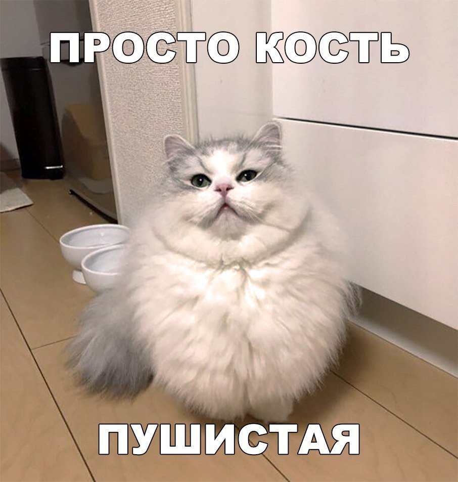 Персидская шиншилла экзот