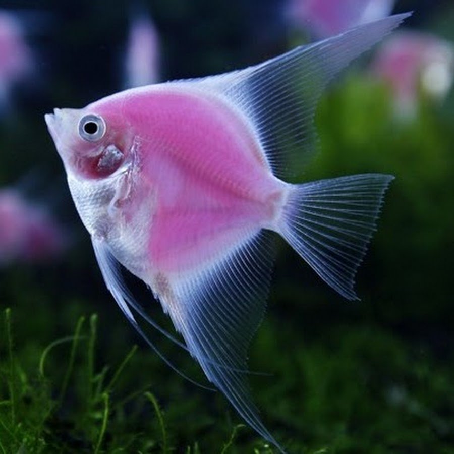 Тернеция полосатая