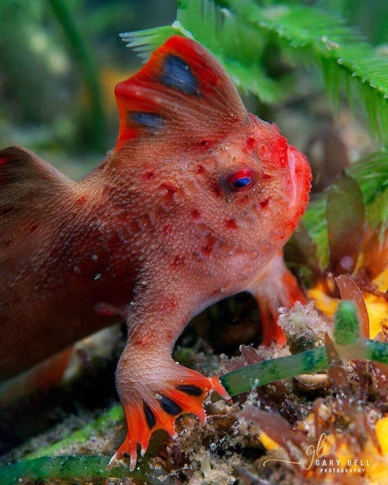 Морской нетопырь