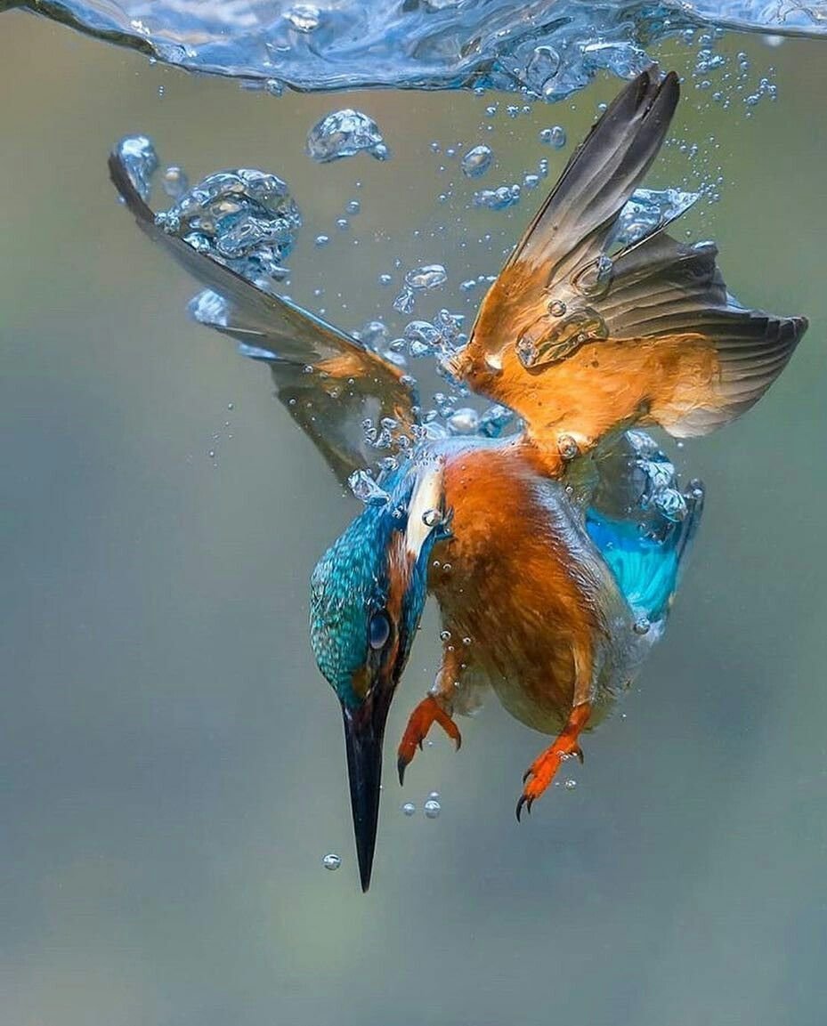 Зимородок с рыбкой