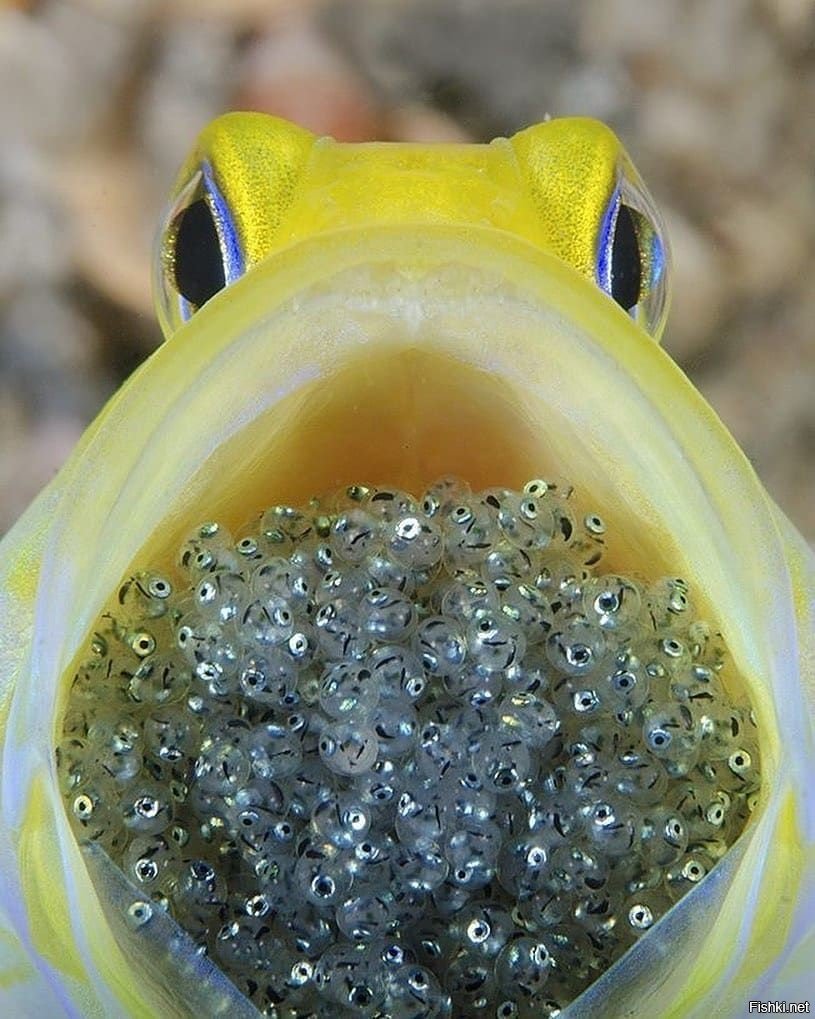 Желтоголовый большерот