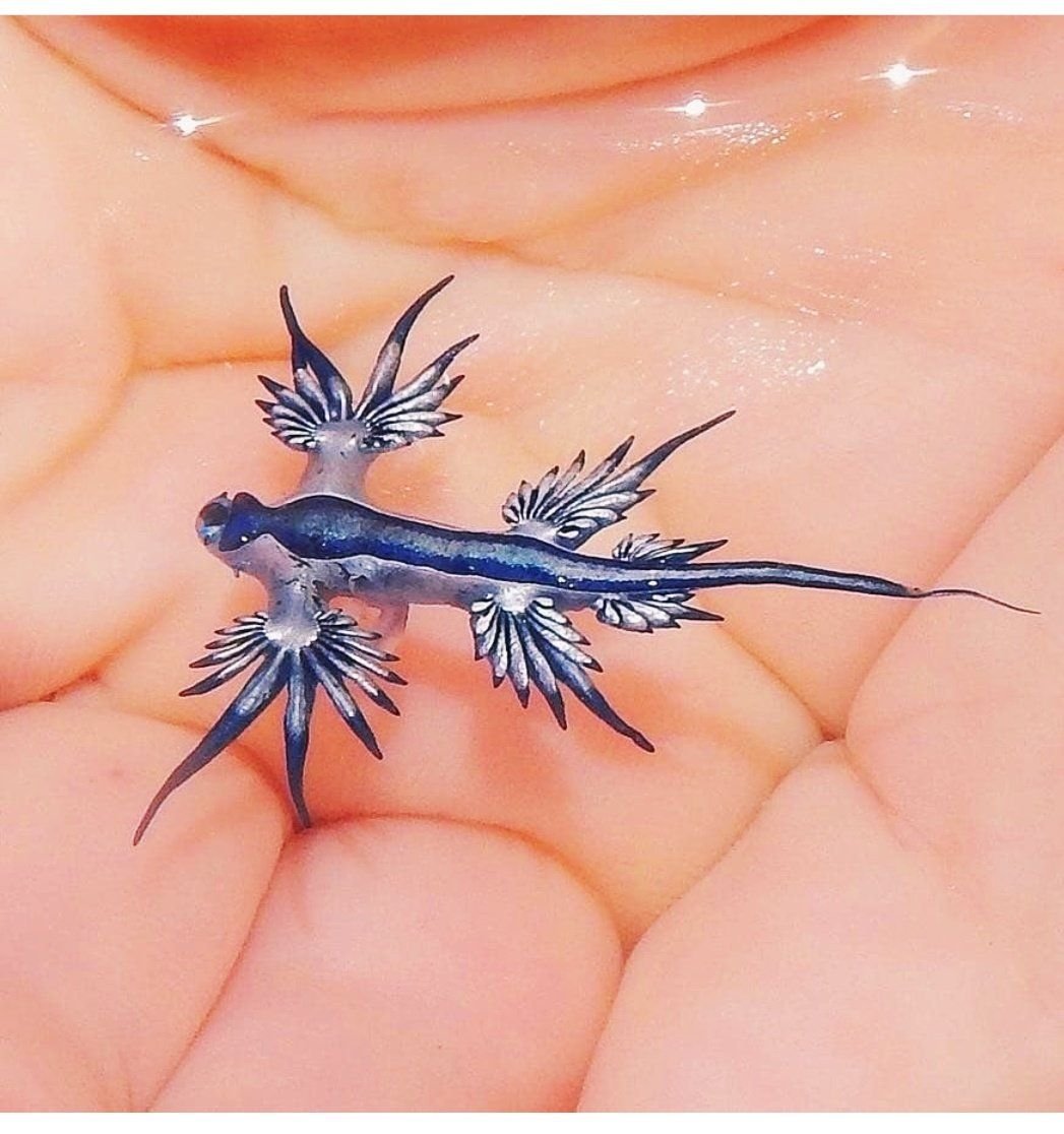 Glaucus Atlanticus синий дракон
