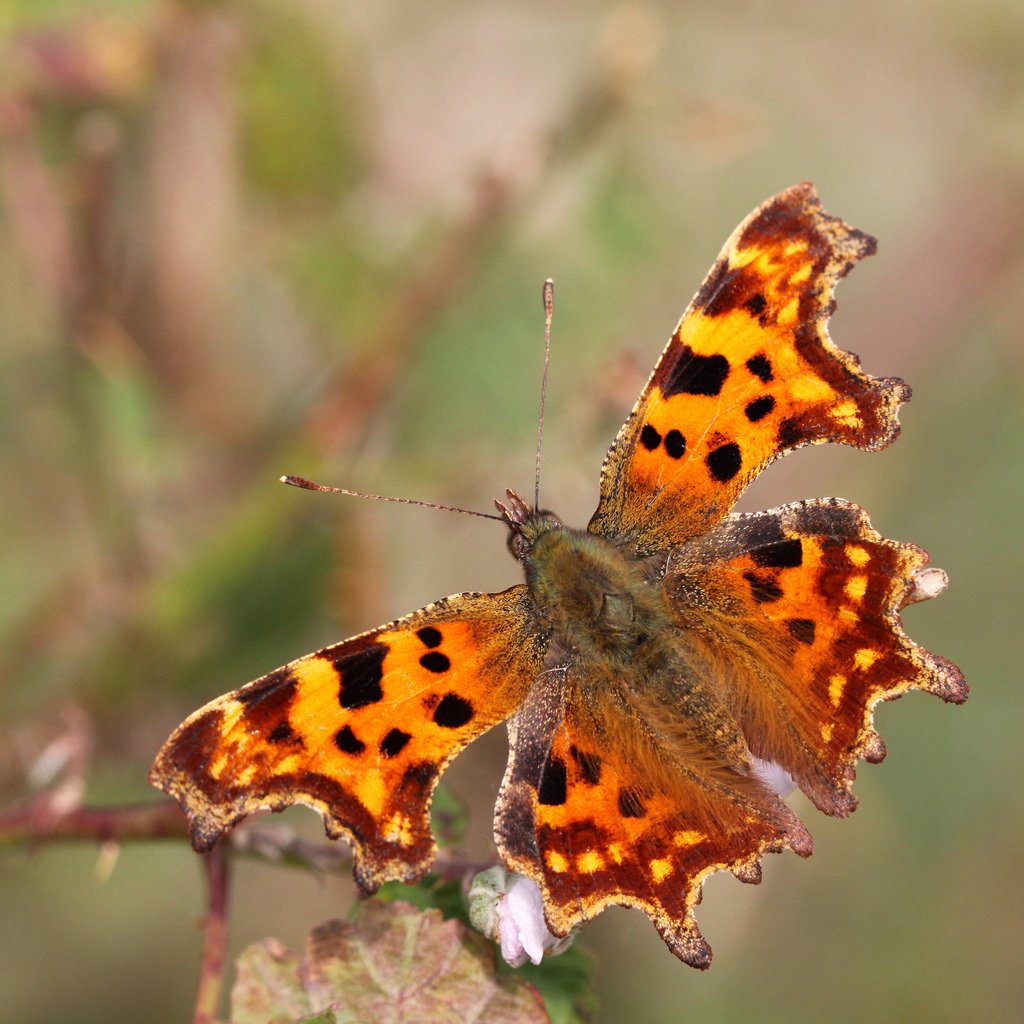 Рыжая бабочка с черными пятнами