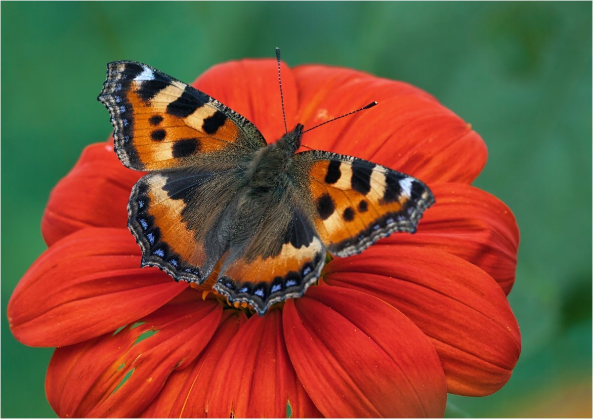 Оранжевая бабочка