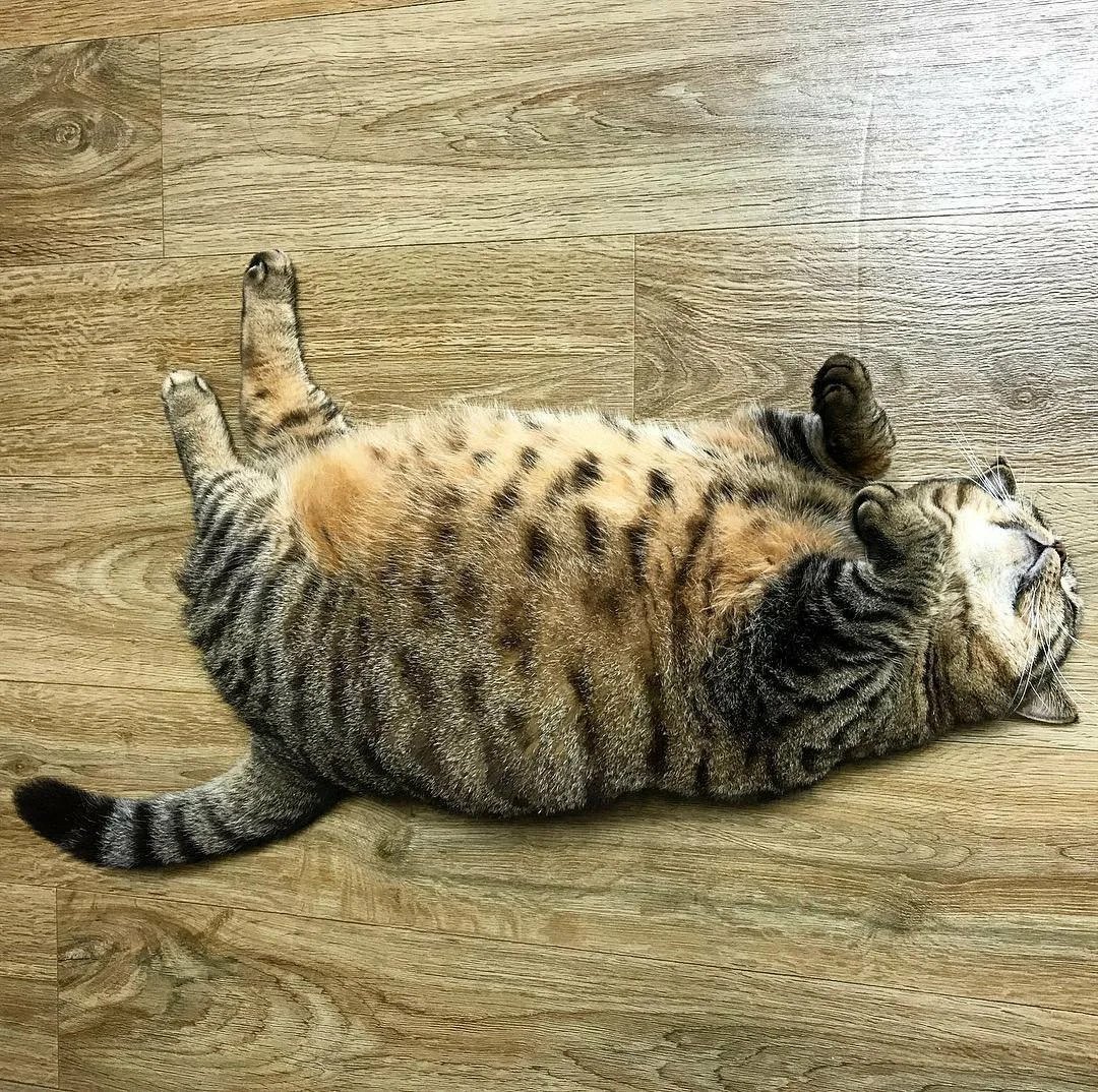 Толстый ленивый кот