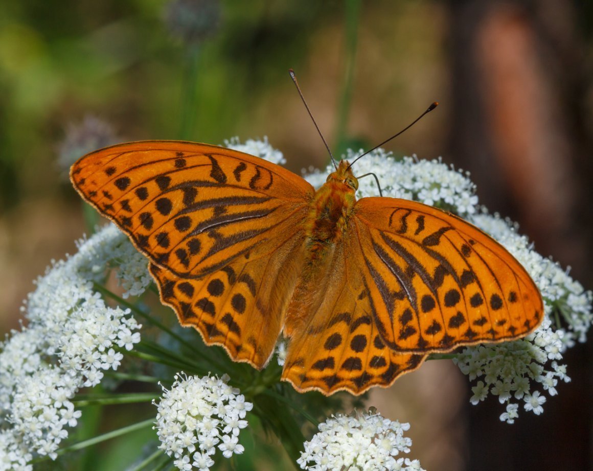 Черно коричневая бабочка