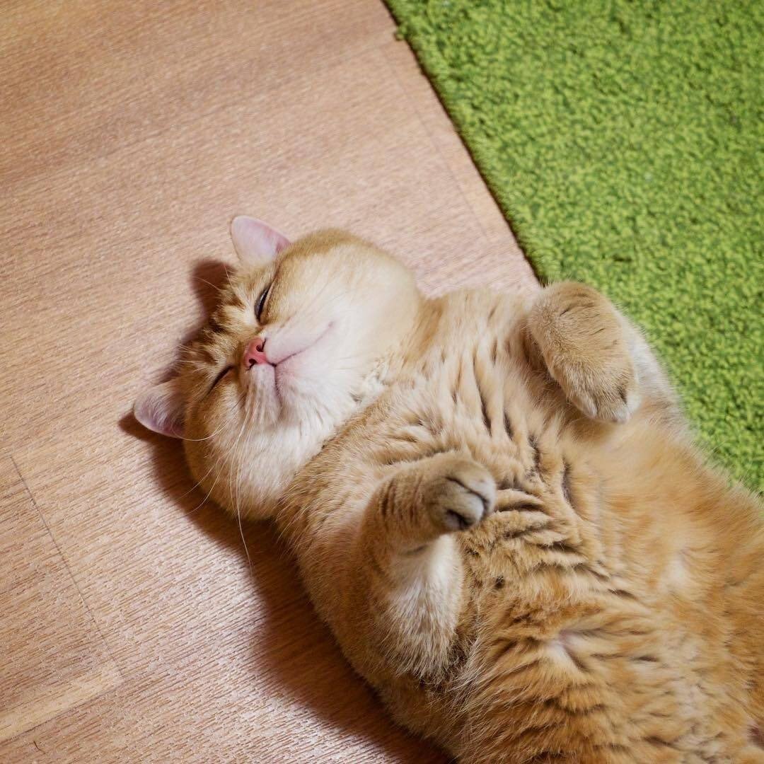 Толстый кот лежит