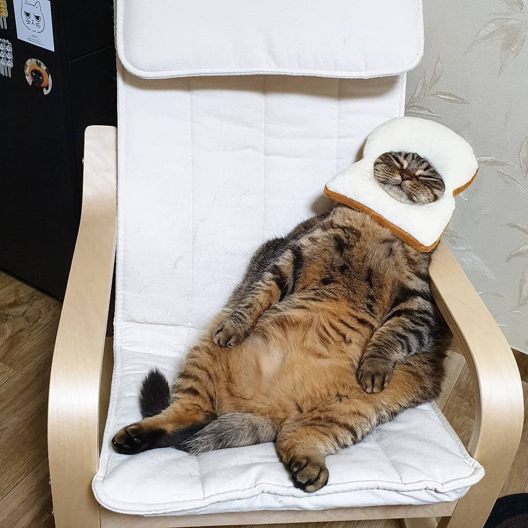 Толстый кот сидит