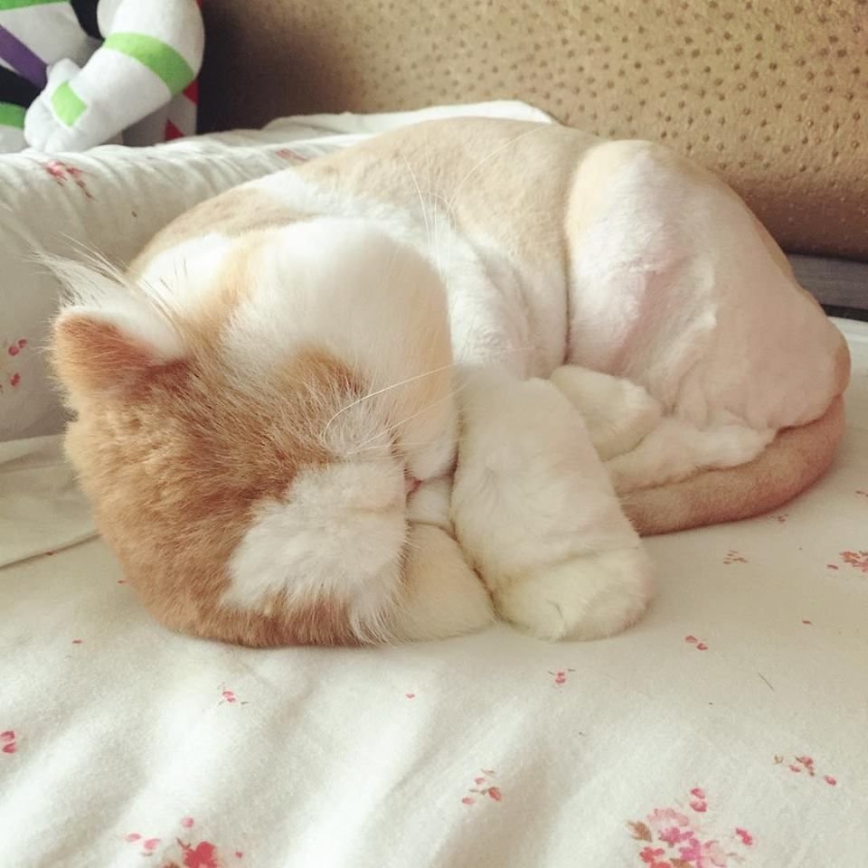 Пухлый котенок