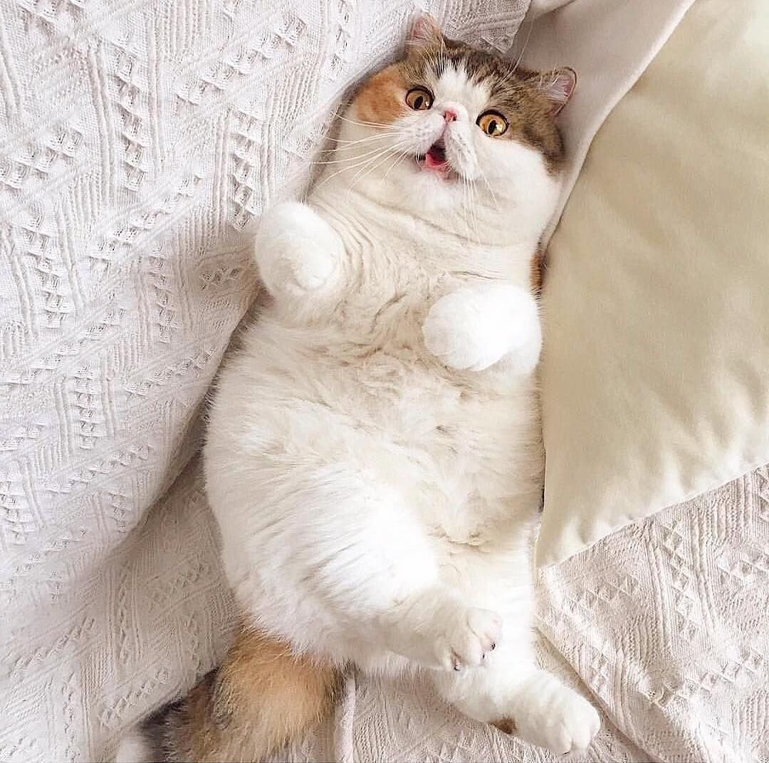 Милый толстый котик