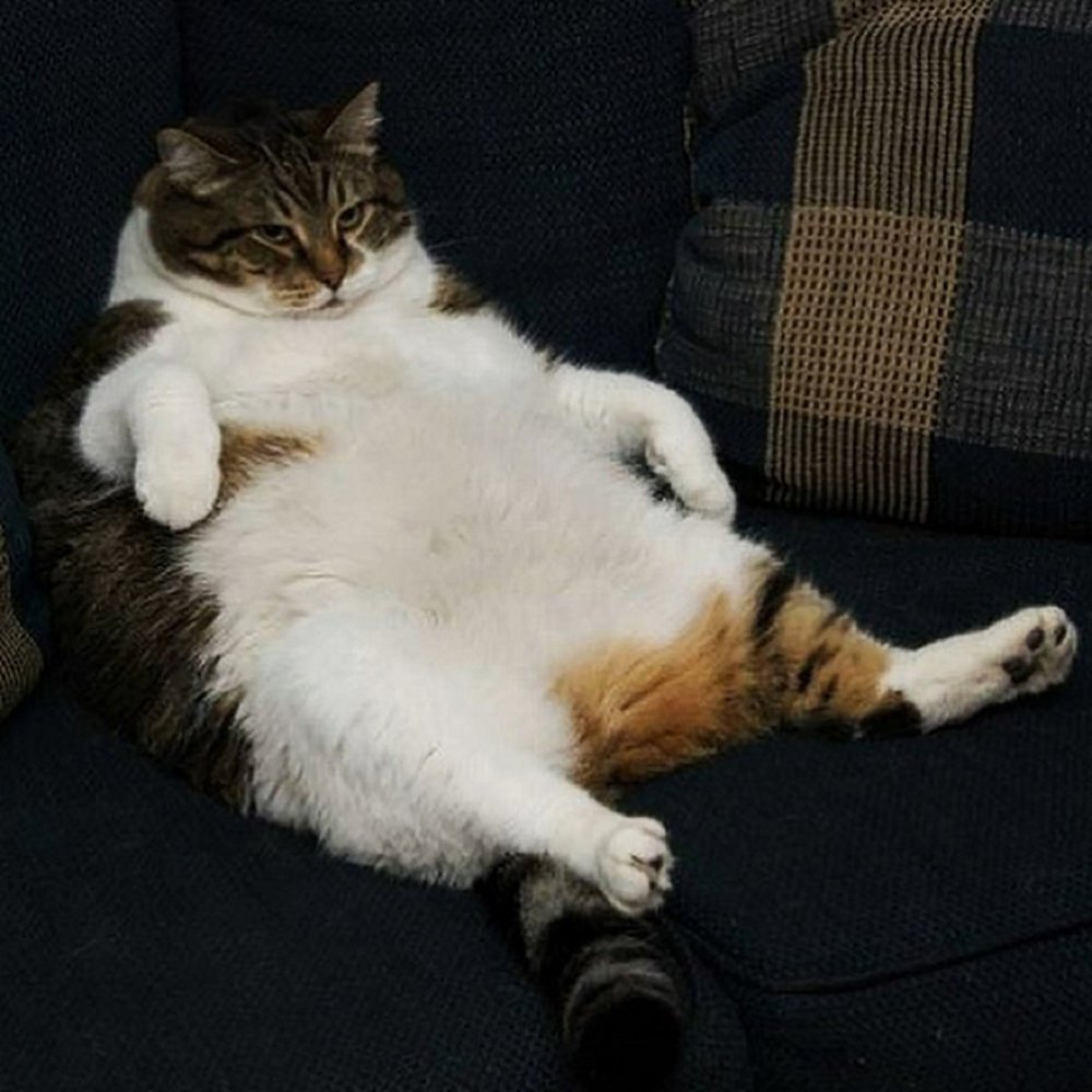 Толстая кошка