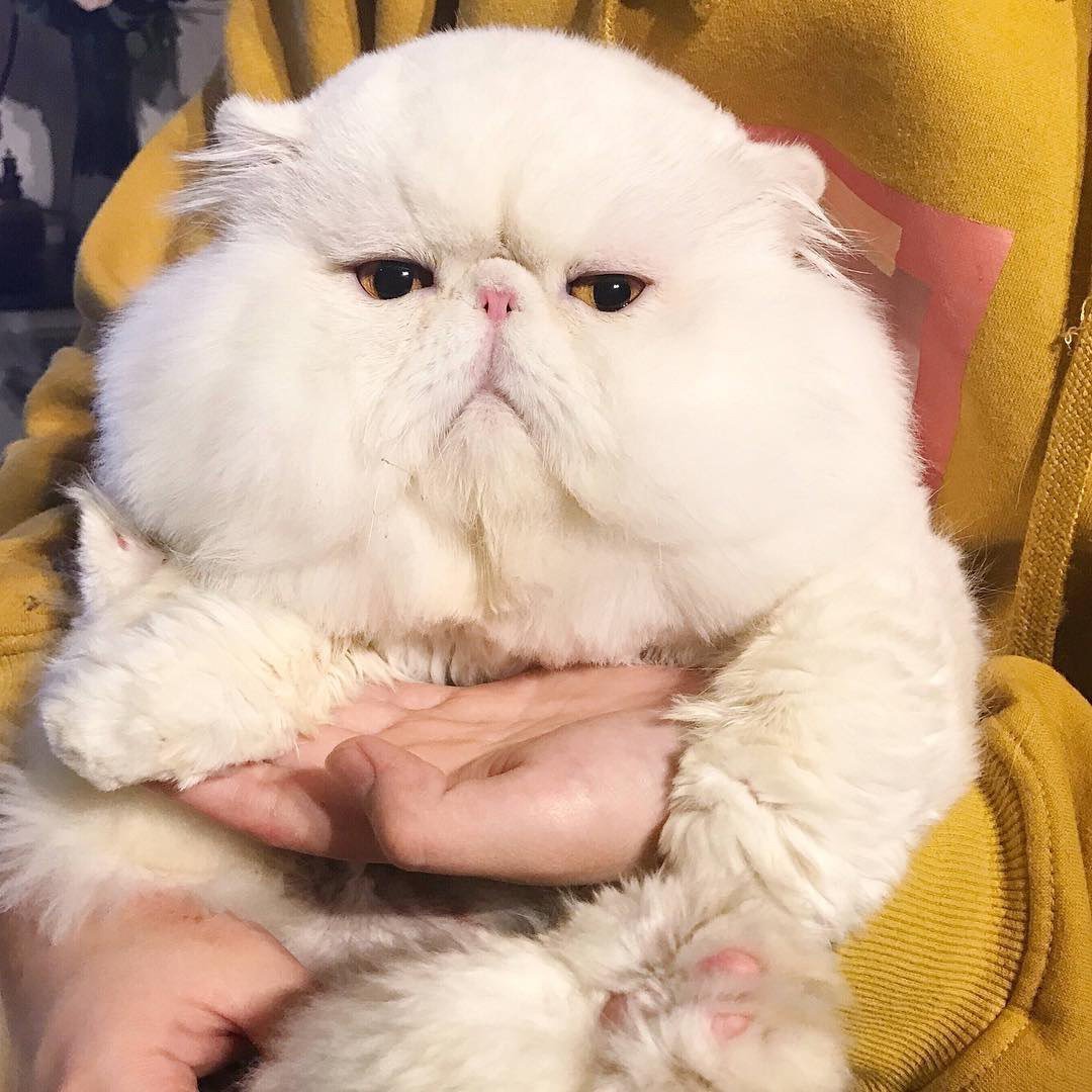 Щекастые коты