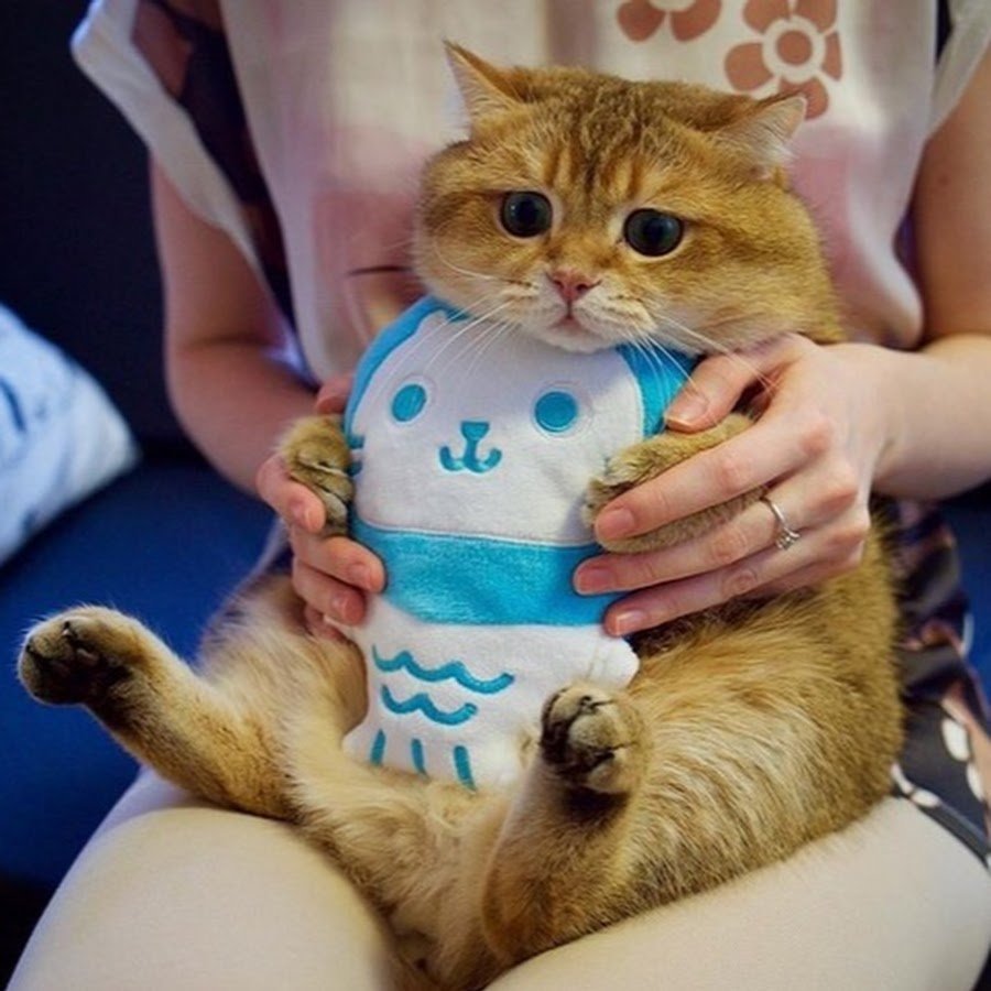 Милые толстые котики