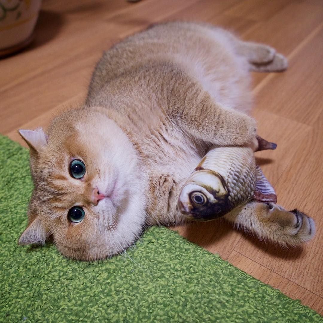 Скоттиш фолд Хосико