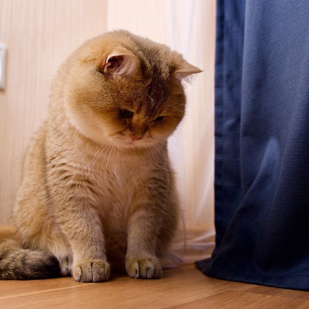 Скоттиш страйт Хосико