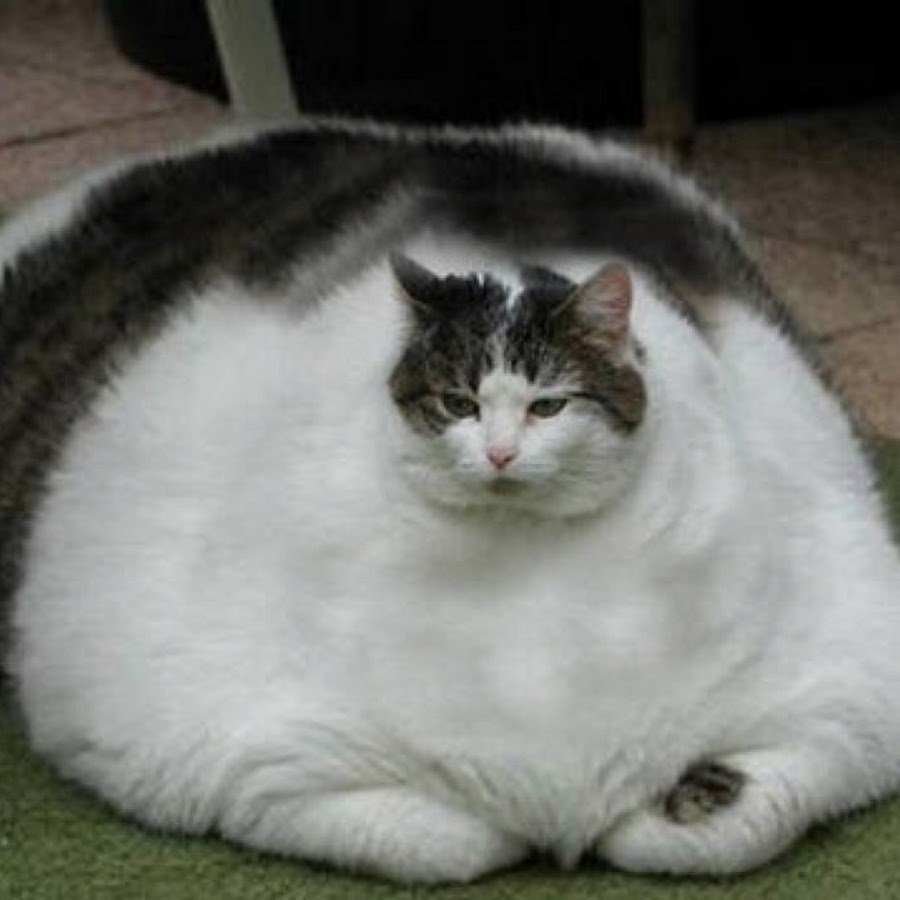 Самый толстый кот в мире