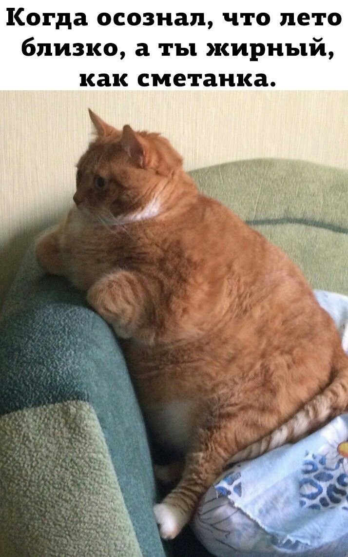 Обожравшийся кот