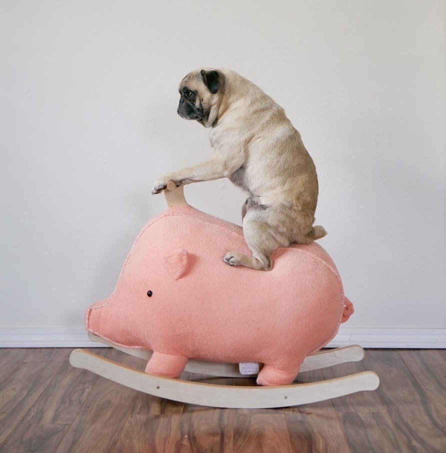 Мопс толстый и смешной