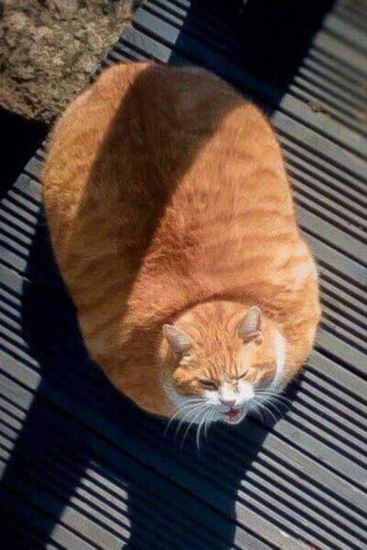 Мопс приколы