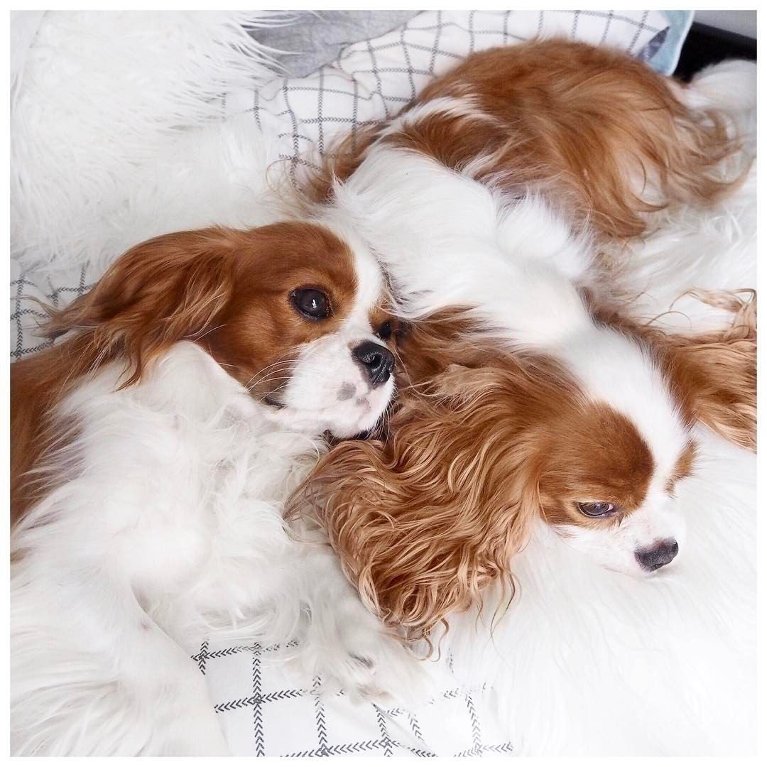 Кавалер Кинг Чарльз спаниель рубиновый