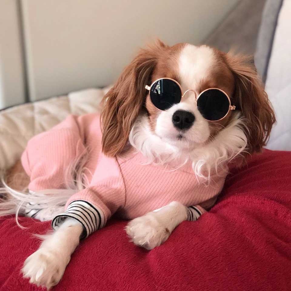 Спаниель Кинг Чарльз Несса