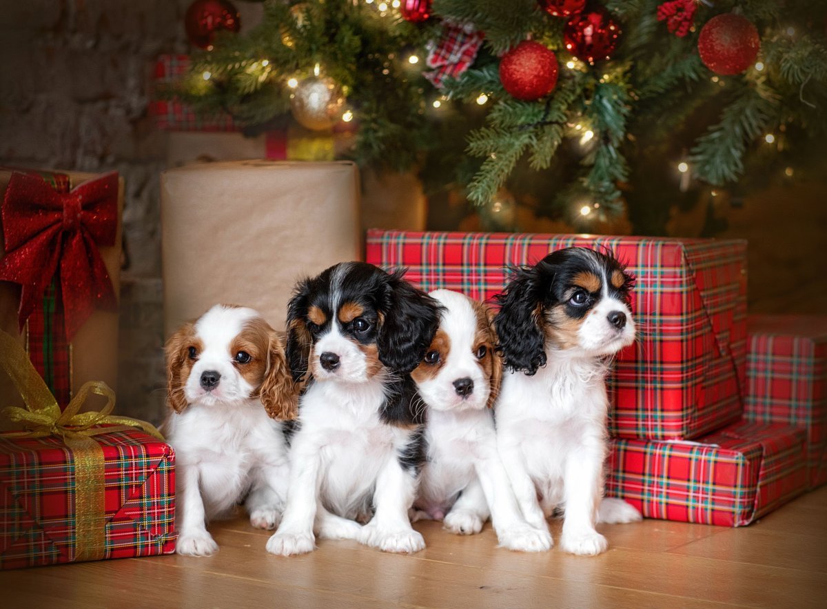 Кавалер-Кинг-Чарльз-спаниель питомник