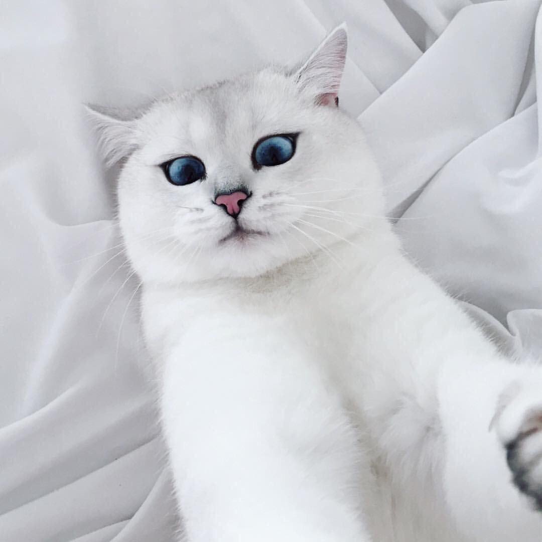 Британская шиншилла Пойнт