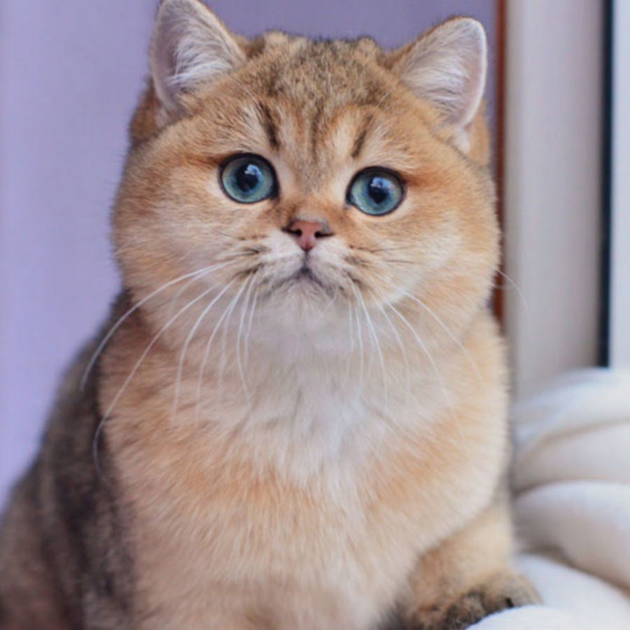 Британская Золотая шиншилла Манчкин