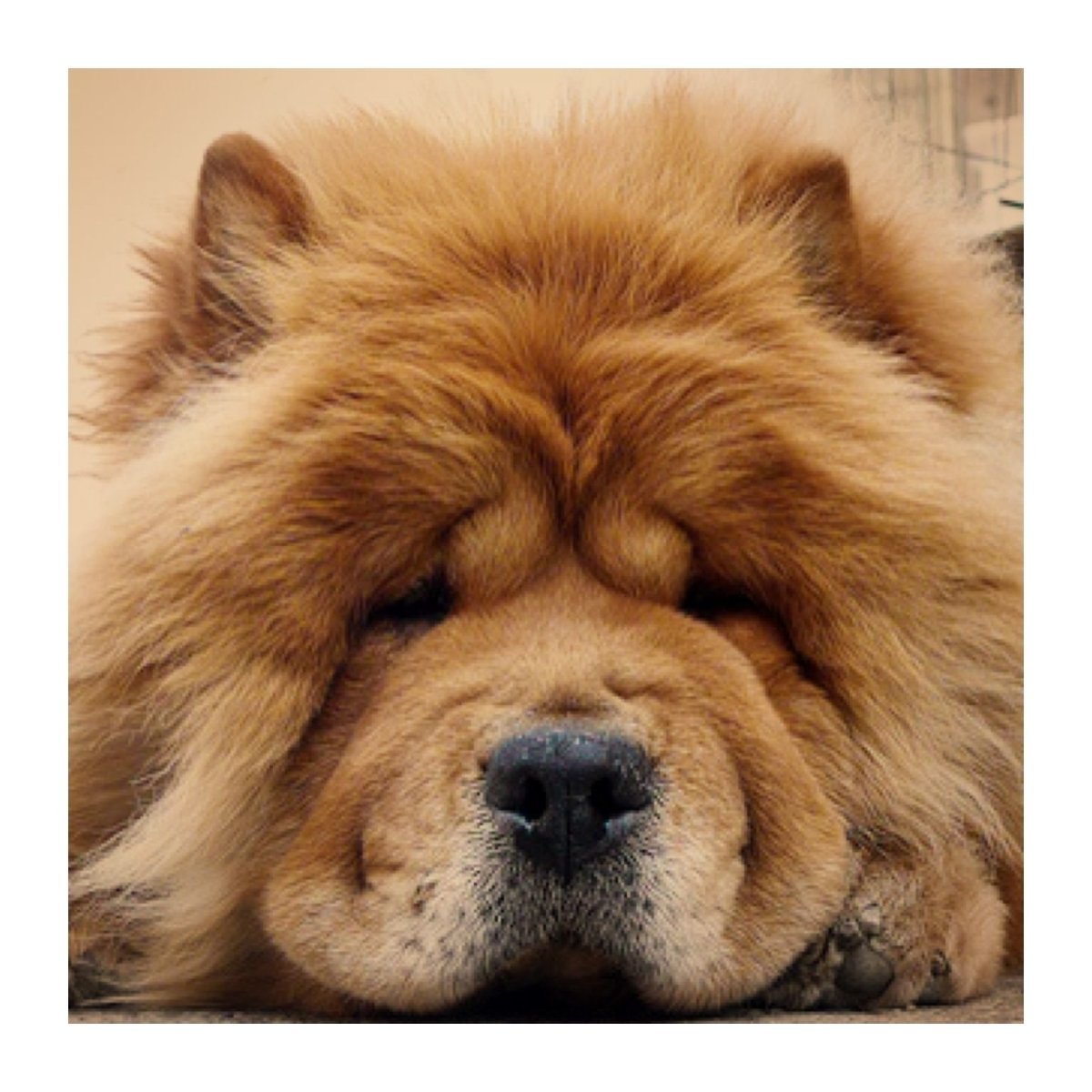 Собаки породы Чао Чао