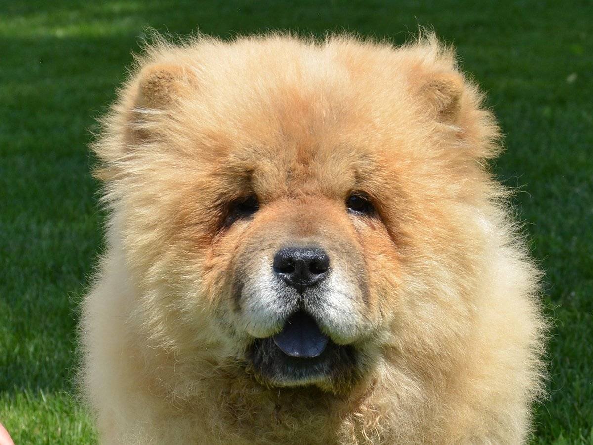 Чау чау язык